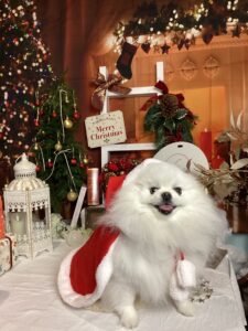 仙台ペット宿R with dogご宿泊頂きましたわんちゃんのご紹介