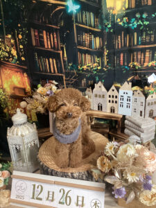 仙台ペット宿R with dogご宿泊わんちゃんのご紹介