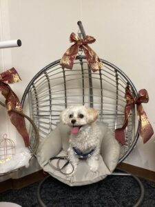 仙台ペット宿R with dogご宿泊頂きましたわんちゃんのご紹介