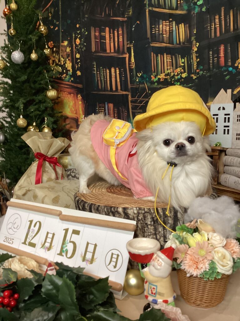 仙台ペット宿R with dogご宿泊頂きましたわんちゃんのご紹介