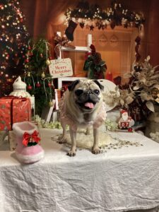 仙台ペット宿R with dogご宿泊頂きましたわんちゃんのご紹介