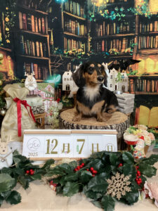 仙台ペット宿R with dogご宿泊わんちゃんのご紹介