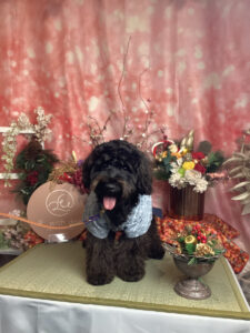 仙台ペット宿R with dogご宿泊頂きましたわんちゃんのご紹介