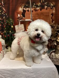 仙台ペット宿R with dogご宿泊わんちゃんのご紹介