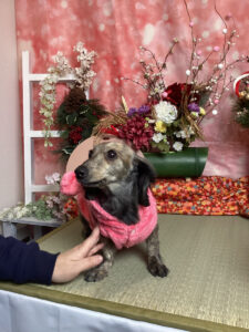 仙台ペット宿R with dogご宿泊頂きましたわんちゃんのご紹介