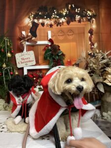 仙台ペット宿R with dogご宿泊頂きましたわんちゃんのご紹介