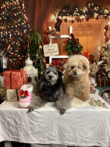 仙台ペット宿R with dogご宿泊頂きましたわんちゃんのご紹介