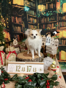 仙台ペット宿R with dogご宿泊わんちゃんのご紹介