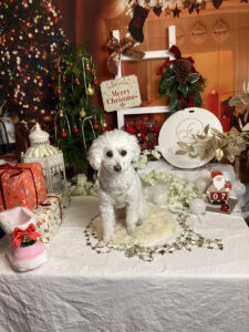 仙台ペット宿R with dogご宿泊わんちゃんのご紹介