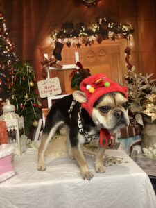 仙台ペット宿R with dogご宿泊頂きましたわんちゃんのご紹介