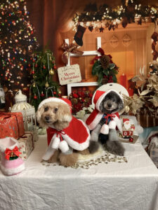 仙台ペット宿R with dog ご宿泊わんちゃんのご紹介