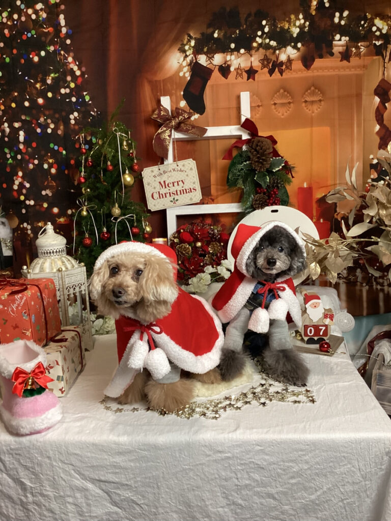 仙台ペット宿R with dog ご宿泊わんちゃんのご紹介