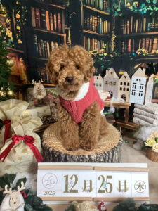 仙台ペット宿R with dogご宿泊わんちゃんのご紹介