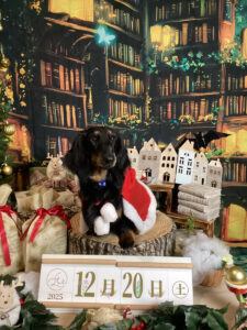 仙台ペット宿R with dog ご宿泊わんちゃんのご紹介