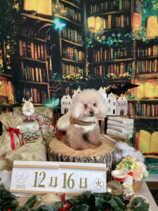 仙台ペット宿R with dog度宿泊わんちゃんのご紹介