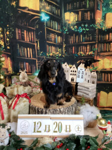 仙台ペット宿R with dog ご宿泊わんちゃんのご紹介