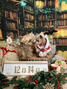 仙台ペット宿R with dogご宿泊頂きましたわんちゃんのご紹介