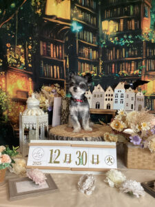 仙台ペット宿R with dogご宿泊頂きましたわんちゃんのご紹介