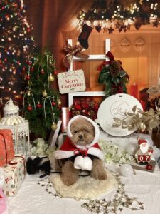 仙台ペット宿R with dogご宿泊頂きましたわんちゃんのご紹介