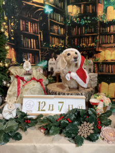 仙台ペット宿R with dogご宿泊わんちゃんのご紹介