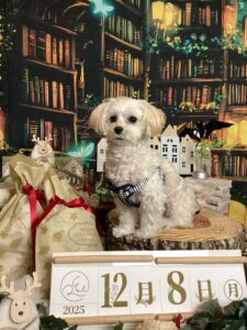 仙台ペット宿R with dogご宿泊頂きましたわんちゃんのご紹介