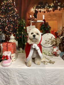 仙台ペット宿R with dogご宿泊頂きましたわんちゃんのご紹介