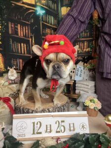 仙台ペット宿R with dogご宿泊頂きましたわんちゃんのご紹介