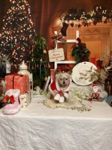 仙台ペット宿R with dogご宿泊頂きましたわんちゃんのご紹介