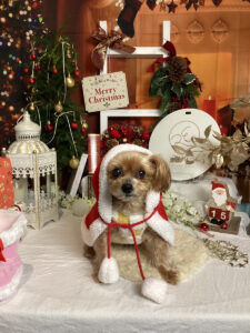 仙台ペット宿R with dogご宿泊わんちゃんのご紹介