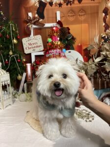 仙台ペット宿R with dogご宿泊わんちゃんのご紹介