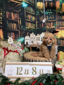 仙台ペット宿R with dogご宿泊頂きましたわんちゃんのご紹介