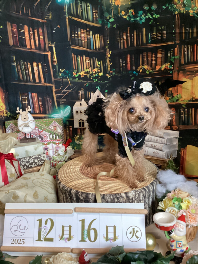 仙台ペット宿R with dogご宿泊わんちゃんのご紹介