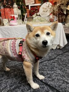 仙台ペット宿R with dogご宿泊わんちゃんのご紹介