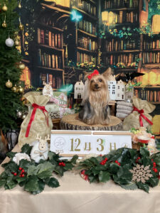 仙台ペット宿R with dogご宿泊わんちゃんのご紹介