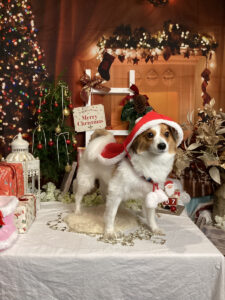 仙台ペット宿R with dogご宿泊わんちゃんのご紹介