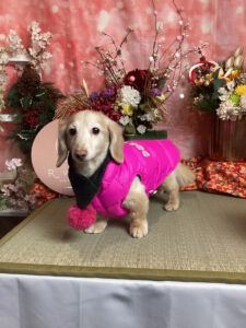 仙台ペット宿R with dogご宿泊頂きましたわんちゃんのご紹介