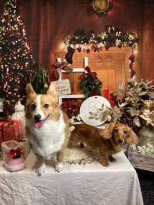 仙台ペット宿R with dogご宿泊わんちゃんのご紹介