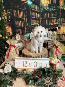 仙台ペット宿R with dogご宿泊わんちゃんのご紹介