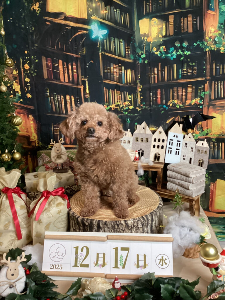 仙台ペット宿R with dog ご宿泊わんちゃんのご紹介