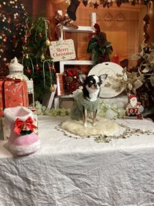 仙台ペット宿R with dogご宿泊頂きましたわんちゃんのご紹介