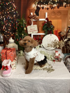 仙台ペット宿R with dogご宿泊頂きましたわんちゃんのご紹介