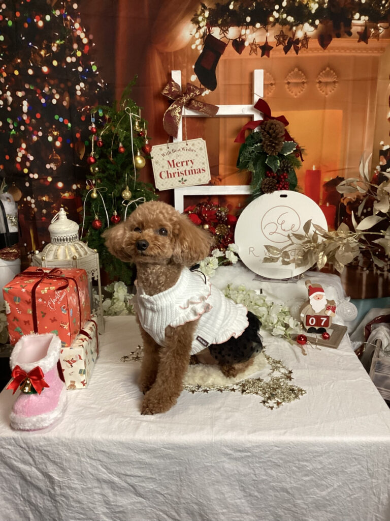 仙台ペット宿R with dogご宿泊頂きましたわんちゃんのご紹介