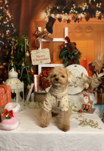 仙台ペット宿R with dogご宿泊頂きましたわんちゃんのご紹介