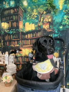 仙台ペット宿R with dogご宿泊わんちゃんのご紹介