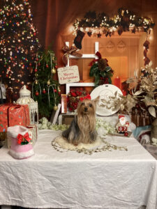 仙台ペット宿R with dogご宿泊わんちゃんのご紹介