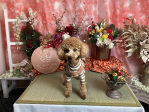 仙台ペット宿R with dogご宿泊頂きましたわんちゃんのご紹介