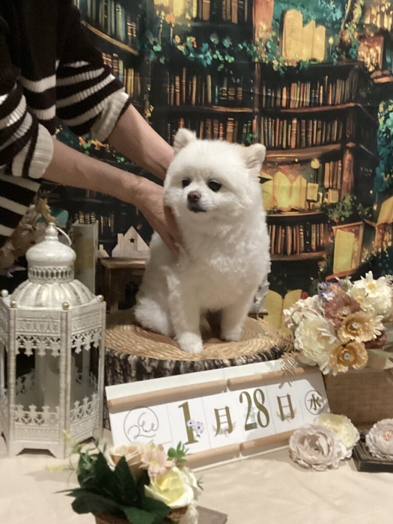 仙台ペット宿R with dogご宿泊頂きましたわんちゃんのご紹介