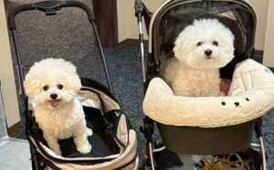 仙台ペット宿R with dogご宿泊頂きましたわんちゃんのご紹介