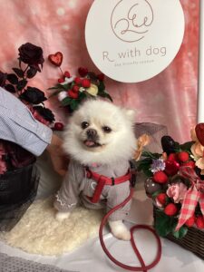 仙台ペット宿R with dogご宿泊頂きましたわんちゃんのご紹介