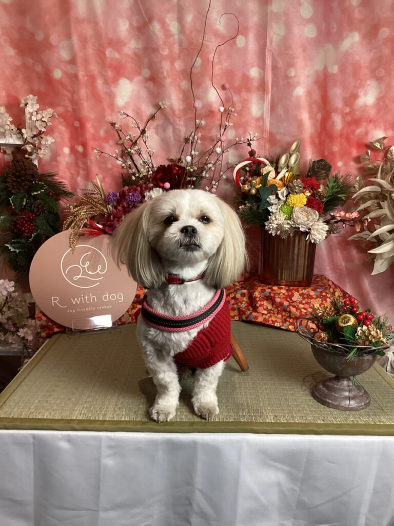 仙台ペット宿R with dogご宿泊頂きましたわんちゃんのご紹介